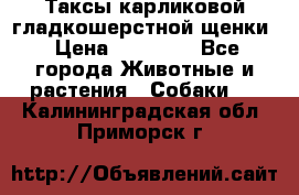 Таксы карликовой гладкошерстной щенки › Цена ­ 20 000 - Все города Животные и растения » Собаки   . Калининградская обл.,Приморск г.